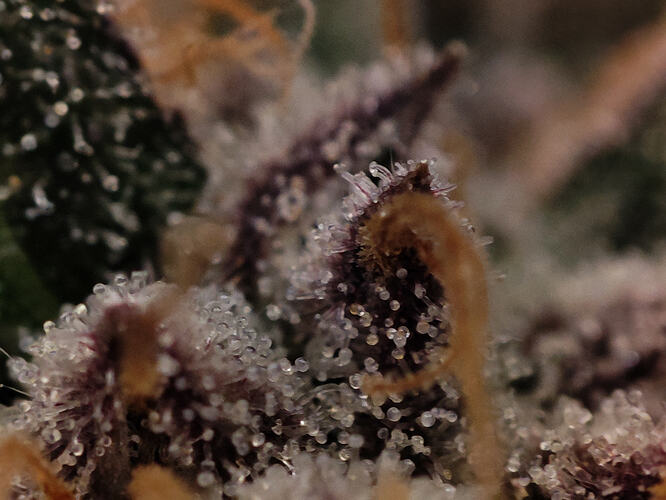 Growreport Bild 65