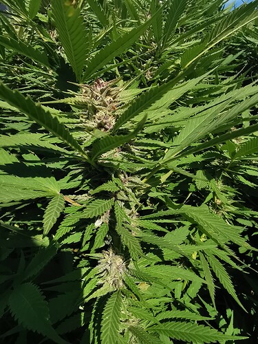 Growreport Bild 3