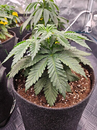 Growreport Bild 34