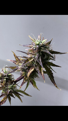 Growreport Bild 6
