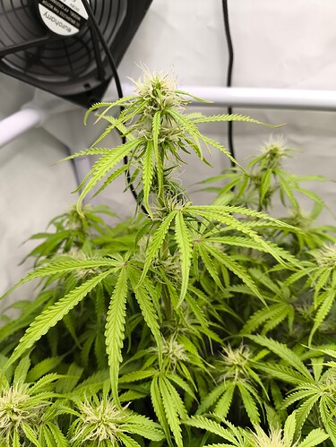 Growreport Bild 35