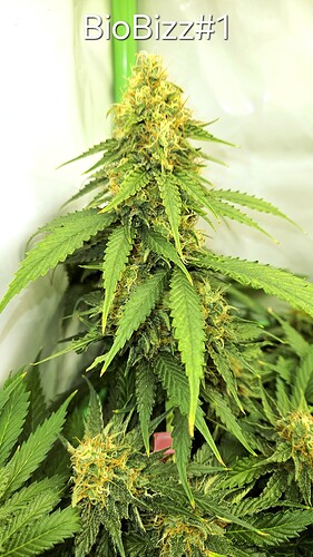 Growreport Bild 31