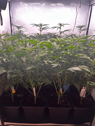 Growreport Bild 7