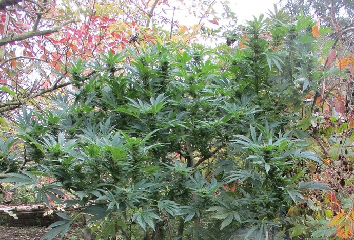 MexicanSativa12.10.a