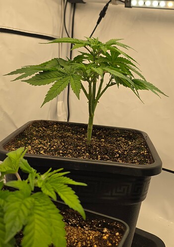 Growreport Bild 28