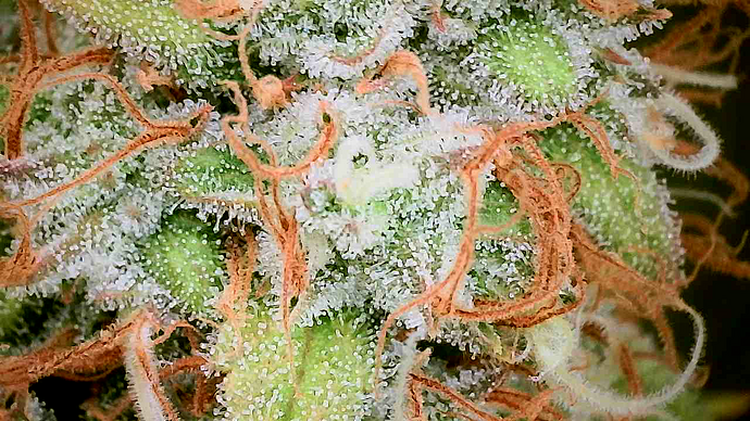 Growreport Bild 12