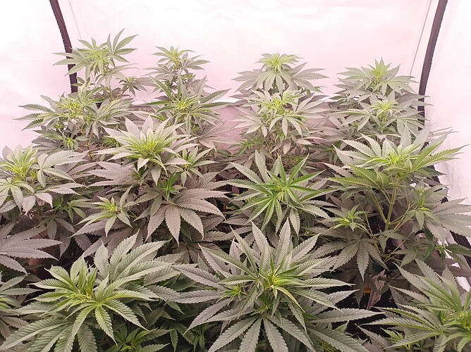 Growreport Bild 7