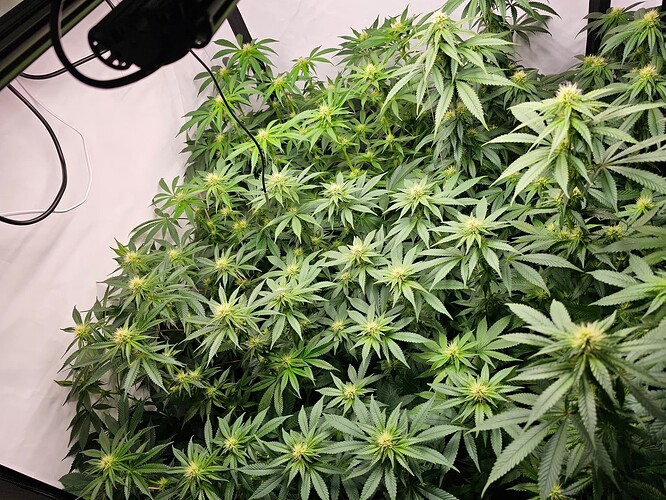 Growreport Bild 1