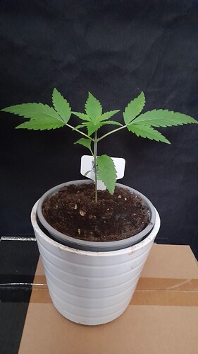 Growreport Bild 8