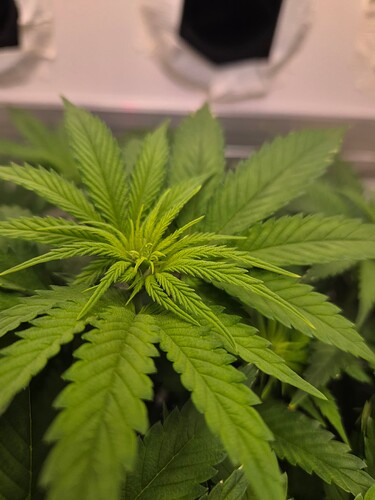 Growreport Bild 3