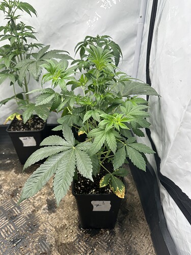 Growreport Bild 8