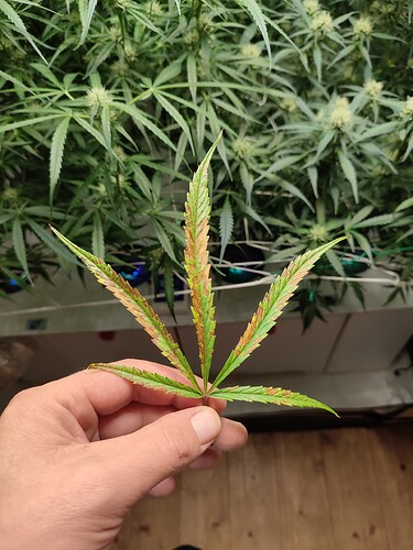 Growreport Bild 1