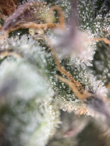 Growreport Bild 20