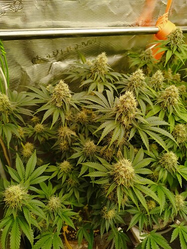 Growreport Bild 7