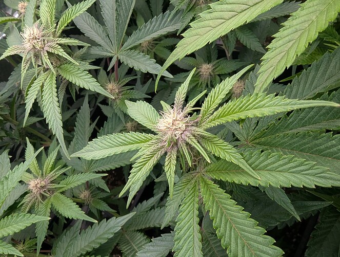 Growreport Bild 2