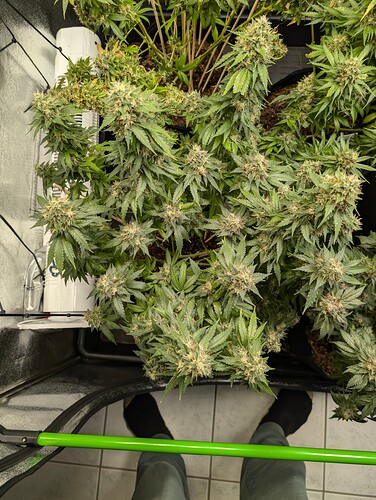 Growreport Bild 19