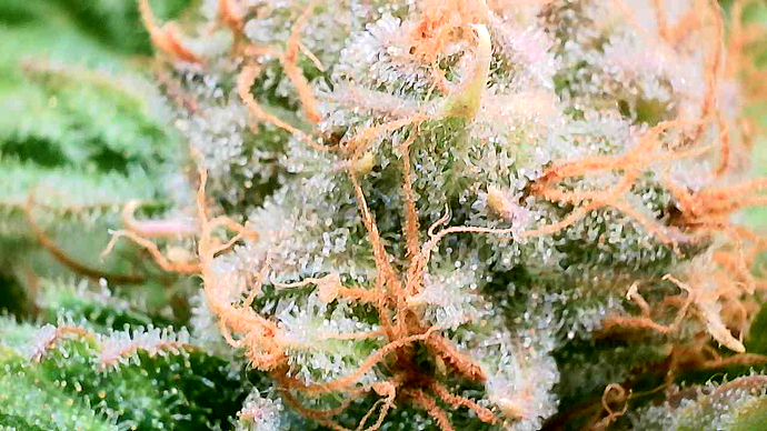 Nahaufnahme eines Cannabis-Buds mit vielen Trichomen und orangefarbenen Stempeln.