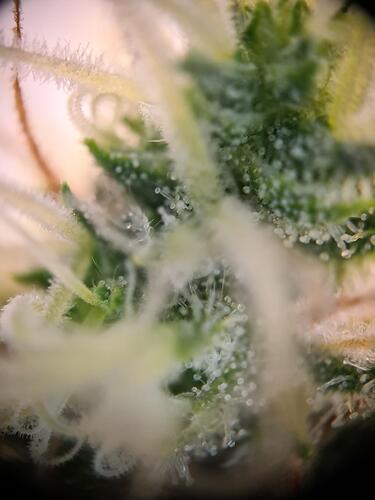 signal-2024-09-03-221130_003