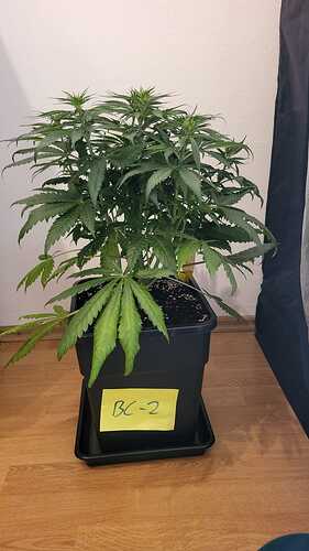 Growreport Bild 12