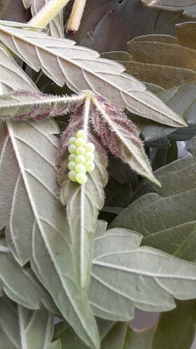 Growreport Bild 19