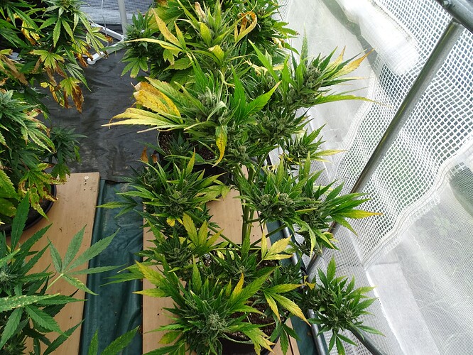 Growreport Bild 35