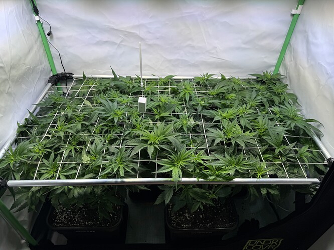 Growreport Bild 4