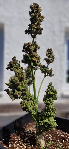 Growreport Bild 56
