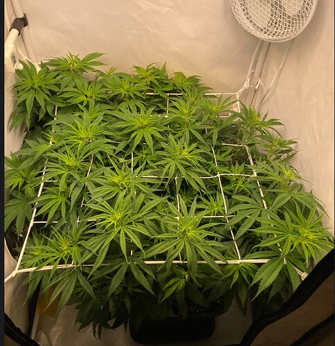 Growreport Bild 4