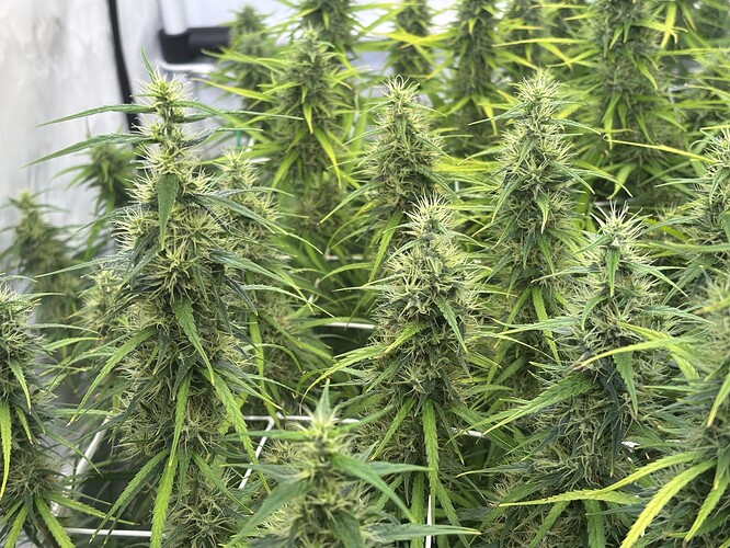 Growreport Bild 2