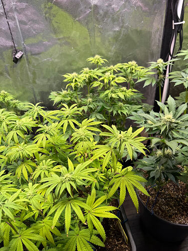Growreport Bild 25