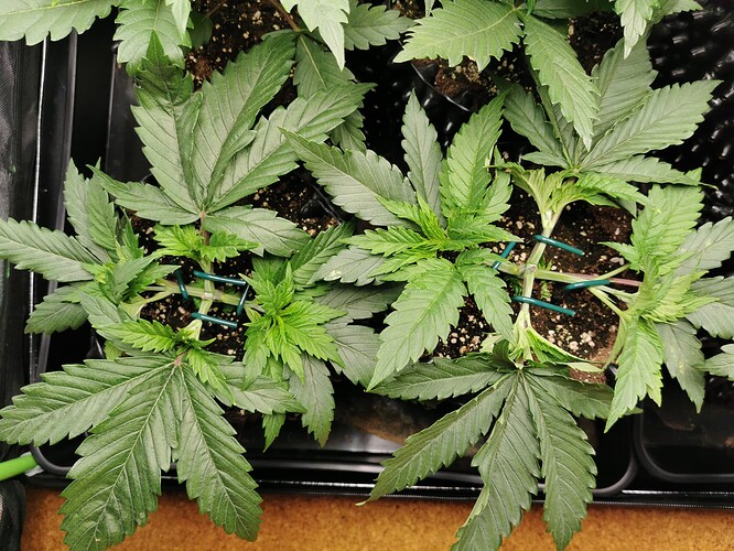 Growreport Bild 18