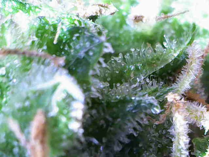 Growreport Bild 60