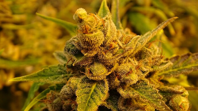 Growreport Bild 12