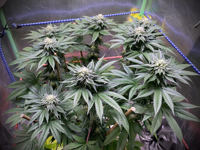 Growreport Bild 6