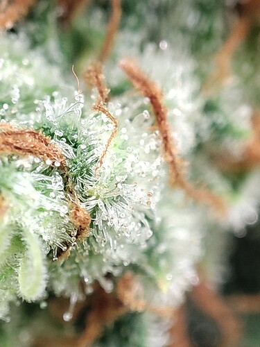 Growreport Bild 99