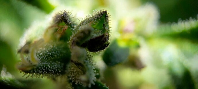 Growreport Bild 4