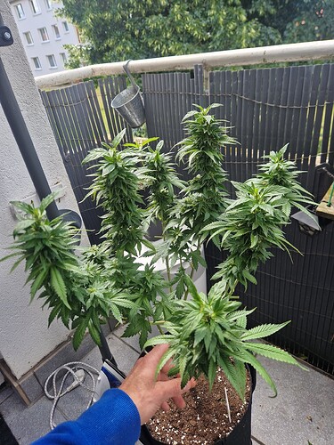 Growreport Bild 13