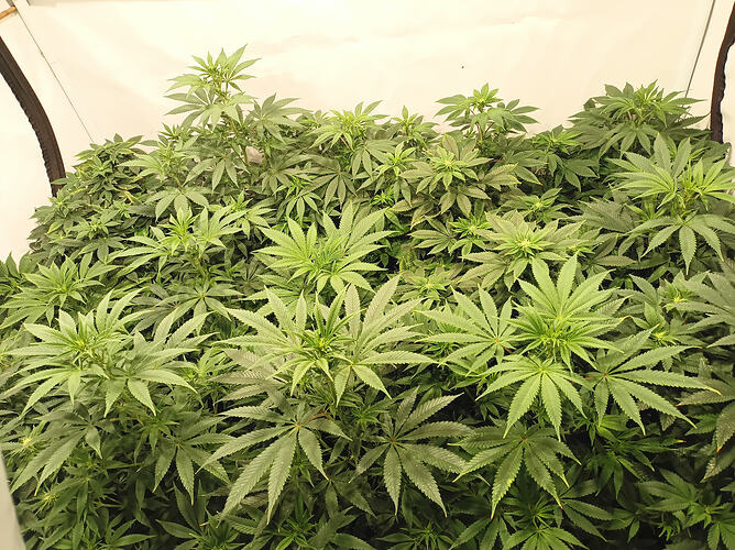 Growreport Bild 12