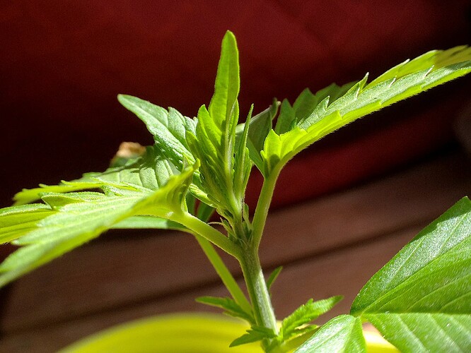 Growreport Bild 33