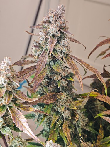 MVIMG_20251130_220443