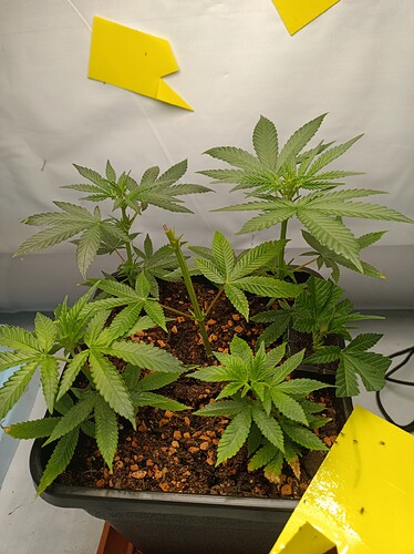 IMG_20240728_181334_988