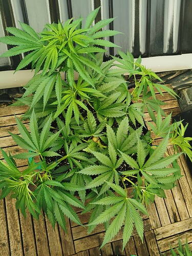 Growreport Bild 1