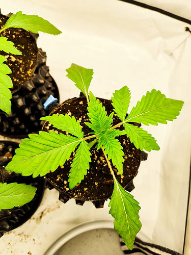 Growreport Bild 6