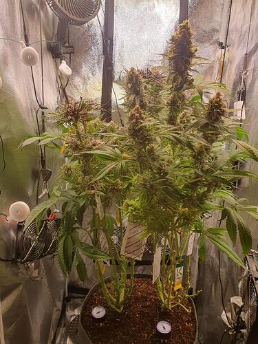 Growreport Bild 7