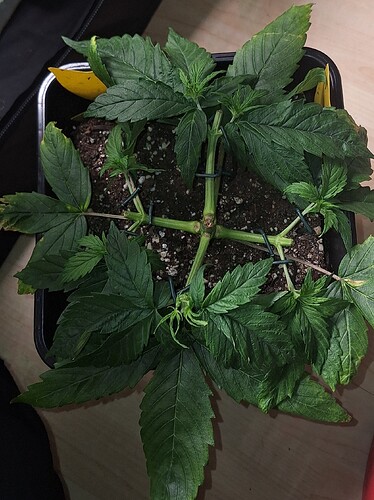 Growreport Bild 5