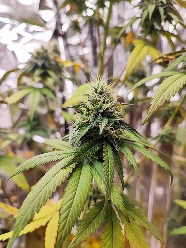 Growreport Bild 8