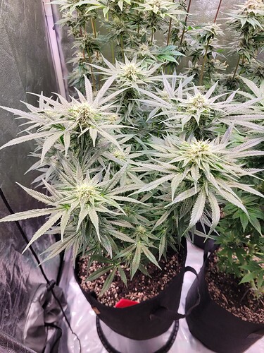 Growreport Bild 2