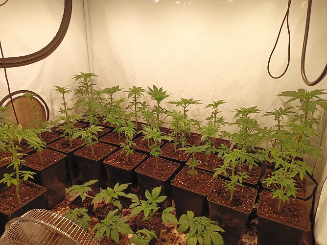 Growreport Bild 5
