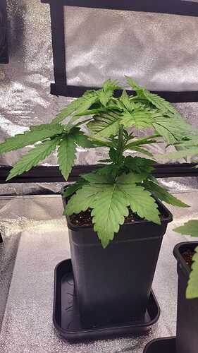 Growreport Bild 10