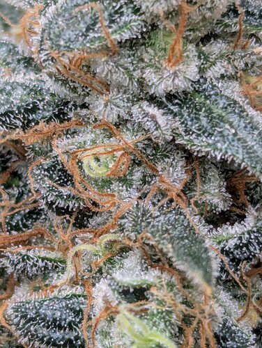 Growreport Bild 3